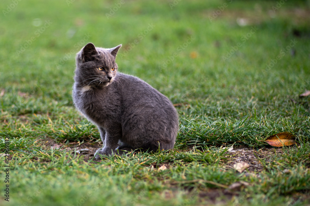 custom made wallpaper toronto digitalgray kitten on the grass