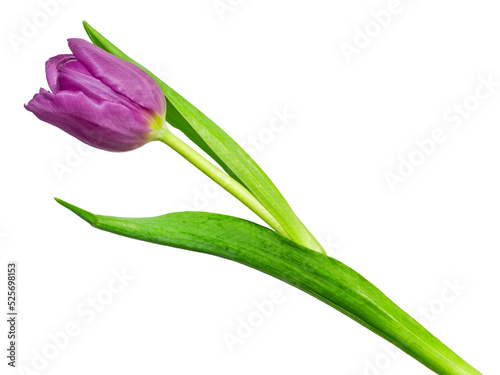 Single purple tulip on a diagonal isolated #525698153