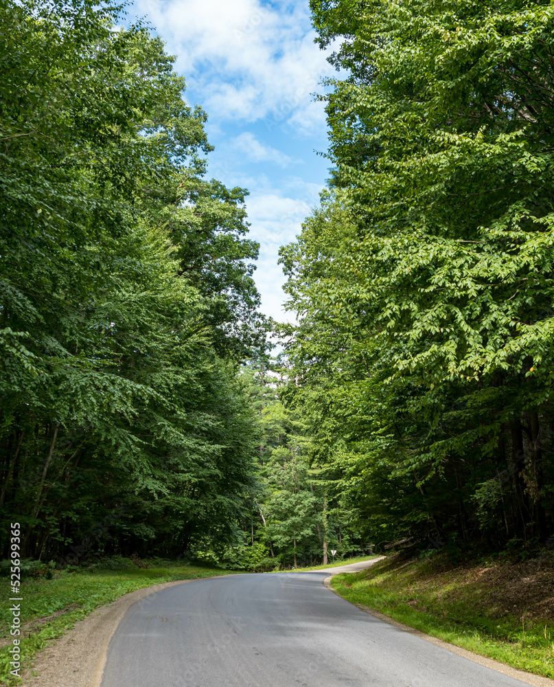 A winding road through the woods in Brokenstraw Township, Pennsylvania, USA on a sunny summer day