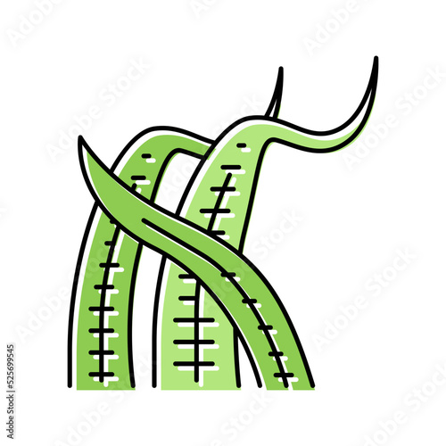 cryptocoryne balansae color icon vector illustration