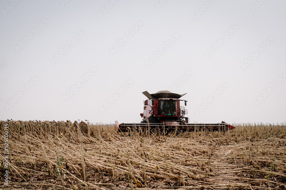 Fototapeta premium Combine in a field on a sunny day mowing ripe, dry sunflowers. Autumn harvest.