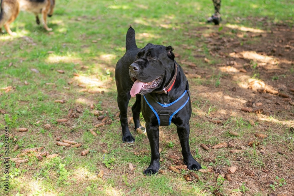 Cane Corso in unloading, in the forest, for a walk. Cane Corso in unloading, in the forest, for a walk.