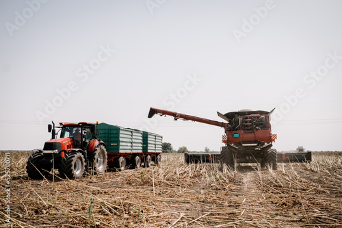 View of transshipment from agricultural harvester, combine to the trailer, unloading harvested sunflower.
