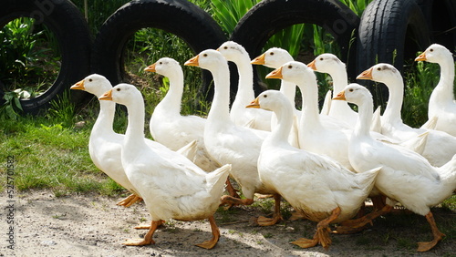 Fotografia Flock of domestic geese on a green meadow