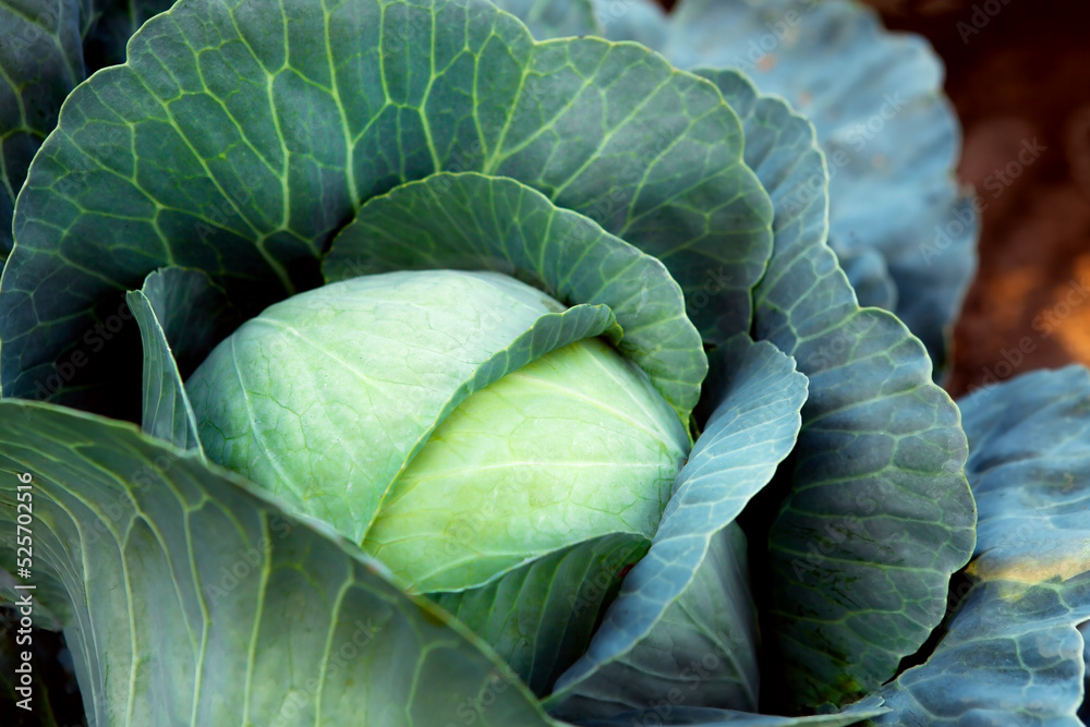 Obraz premium Fresh, white cabbage growing in a vegetable garden on a farm.