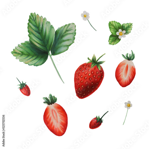 Red strawberry isolated illustration