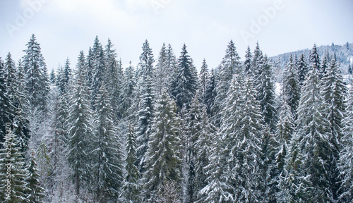 Snow covered pine trees in the mountains on winter landscape. Winter forest background. Snow cowered pine trees  winter background. Cold and snowy winter mountains.