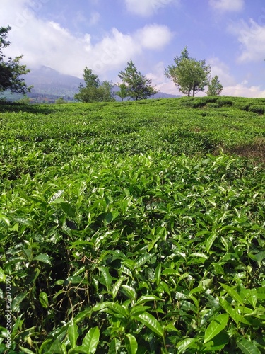 Vertical shot of green tea plantations in the daytime photo