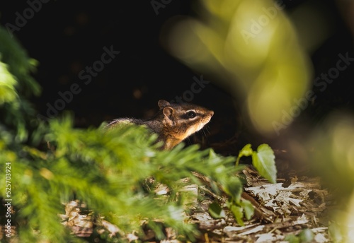 Close-up shot of a cute chipmunk in a blur