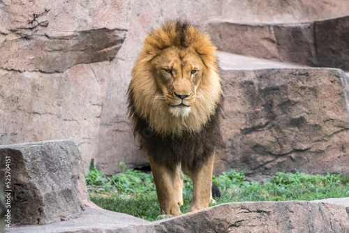Male lion stands in exhibit at zoo
