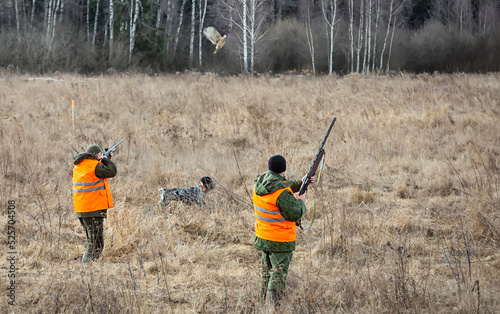 Pheasant hunting, hunters with guns and a dog are standing in the tall grass photo