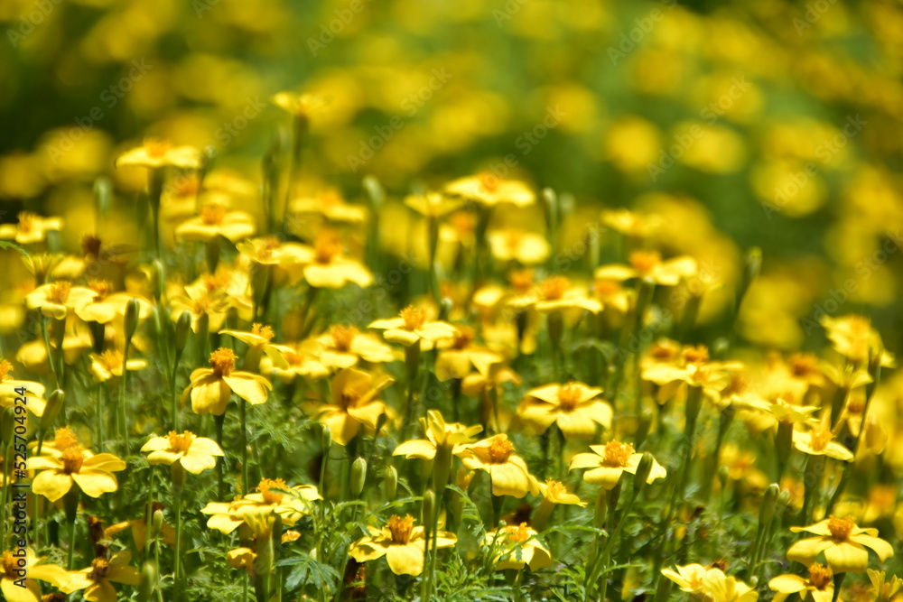 field of dandelions