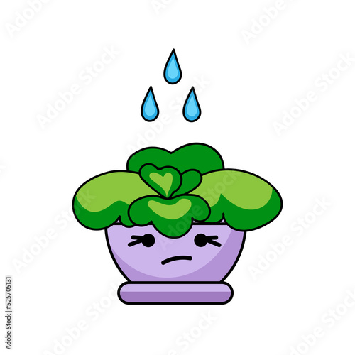 Watering of wilted houseplant on white background