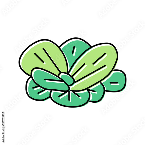water lettuce color icon vector illustration