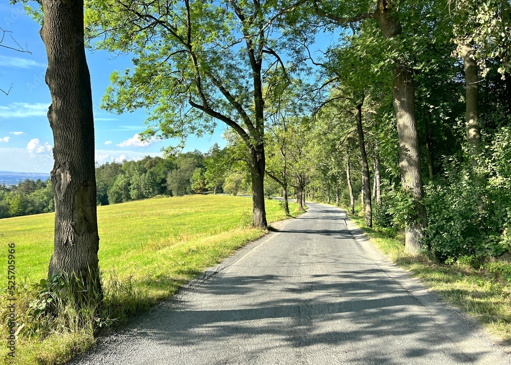 trees around the road