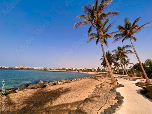 Palm trees on the beach next to the sea