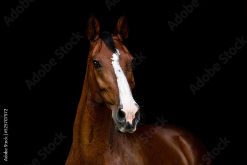 Portrait of a brown horse in front of black background