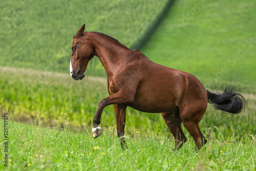 Portrait of a brown free-range warmblood horse on a pasture in summer outdoors photo