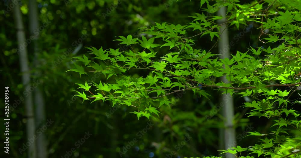 太陽の光が綺麗な新緑の木 太陽の光が綺麗な新緑の木