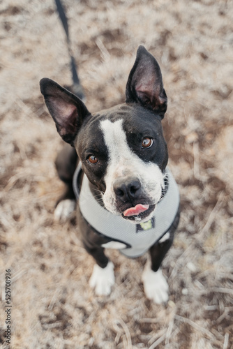 Boston Terrier Pitbull Mix © Preeya