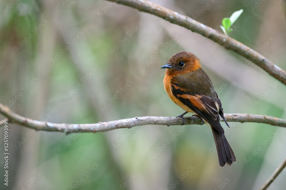 Fototapeta premium Cinnamon Flycatcher (pyrrhomyias cinnamomeus). Small flycatcher resting on the branch