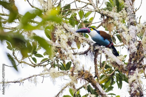 Black-billed Mountan Toucan (andigena nigrirostris). Colorful bird hidden in the branches of a tree photo