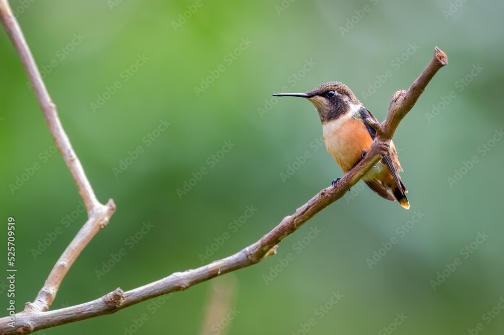 Fototapeta premium White-bellied Woodstar (chaetocercus mulsant). Small hummingbird perched on a dry branch