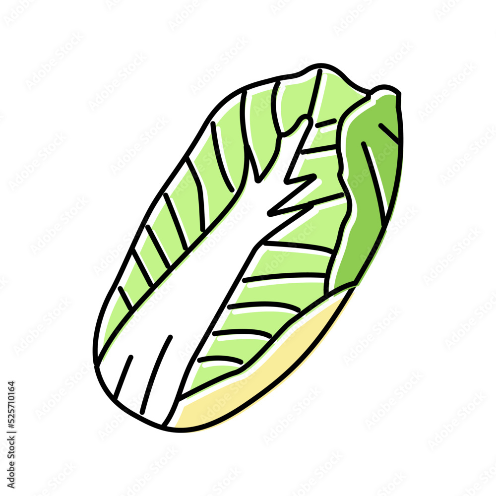 chinese cabbage color icon vector illustration