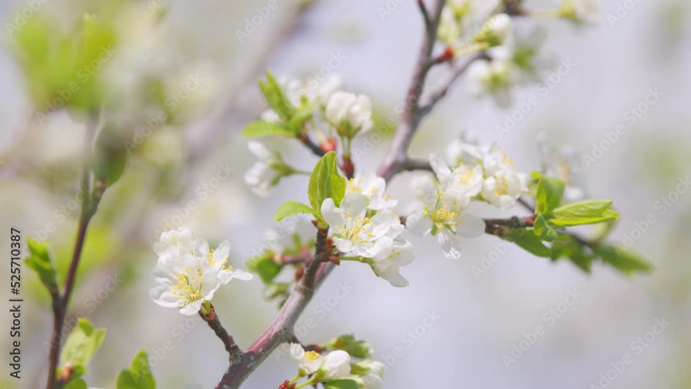 Cherry leaves in the wind. White spring flowers on blured background. Slow motion. Cherry leaves in the wind. White spring flowers on blured background. Slow motion.