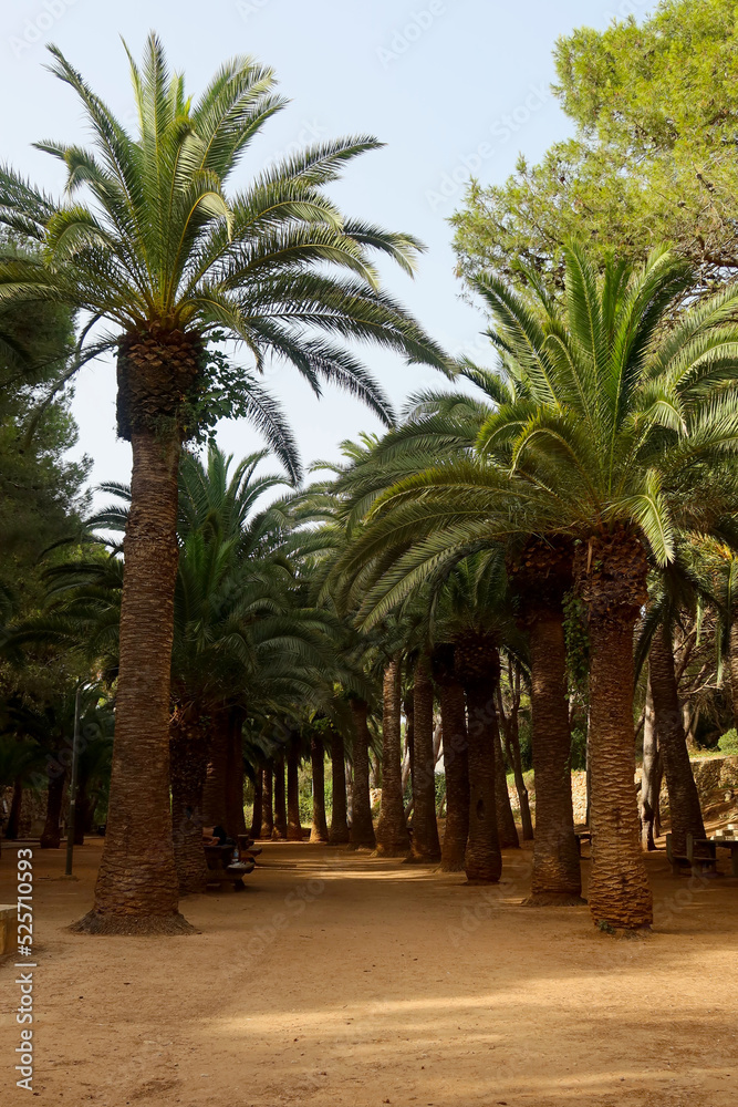 Cala en Blanes, Menorca (Minorca), Spain. Palm trees near the picturesque beach - Platja Cala en Blanes