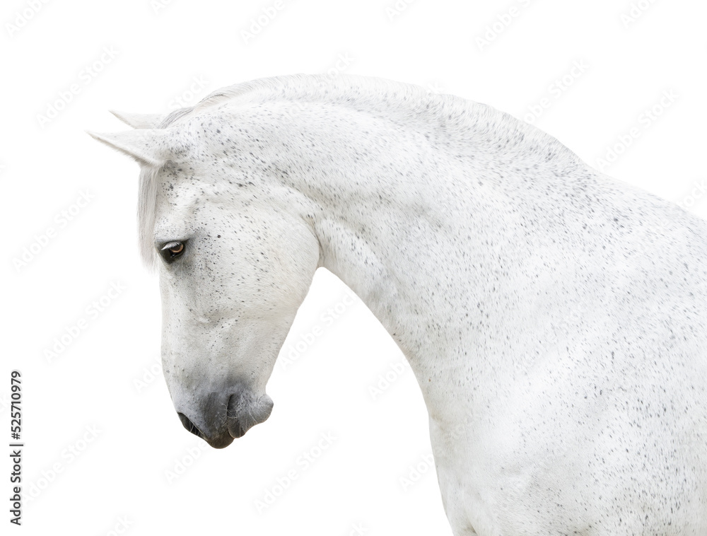 white horse portrait arching neck isolated on white