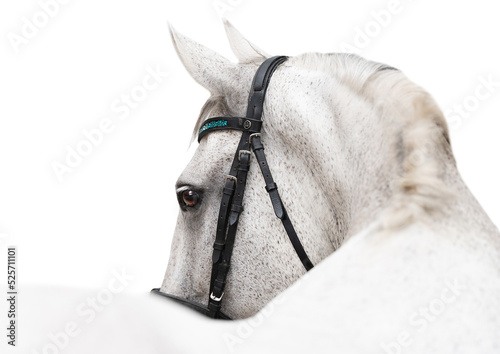 portrait of a white horse looking over its back isolated on white wearing a bridle