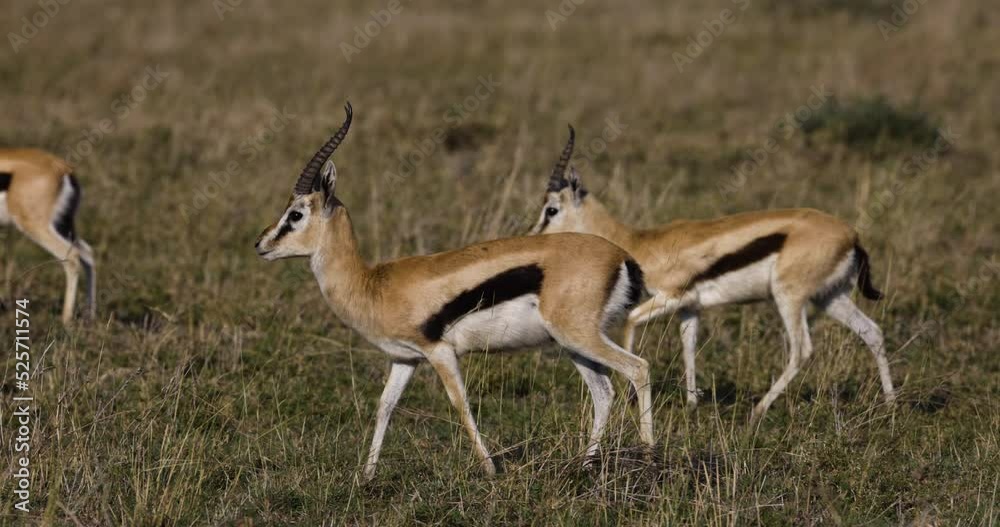 Slow motion close-up view of two Thomson's gazelle's walking Slow motion close-up view of two Thomson's gazelle's walking