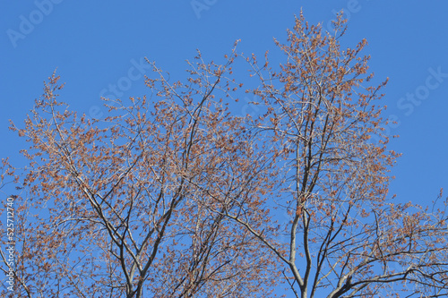 tree in winter , blue sky