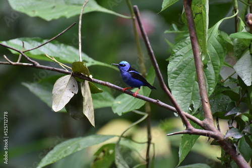 blue bird on branch