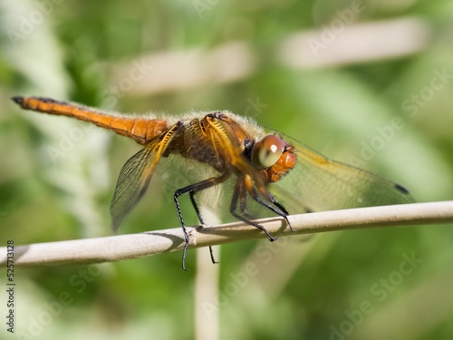 Female scarce chaser dragonfly on a reed stem photo