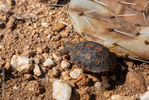 A baby desert tortoise, Gopherus agassizii, wandering through the Sonoran Desert after recent summer monsoon rains. A young and incredibly cute reptile. Pima County, Oro Valley, Arizona, USA. photo