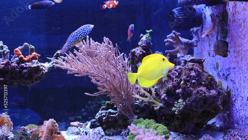 Short video scene of coral reef aquarium tank