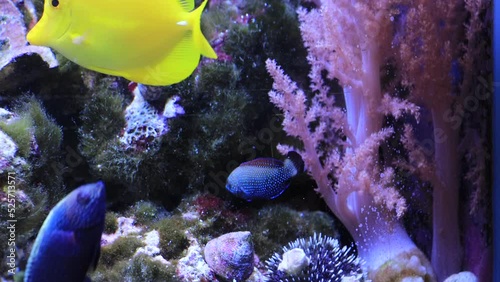 Rare video of Blue-spotted wrasse - Anampses Caeruleopunctatus