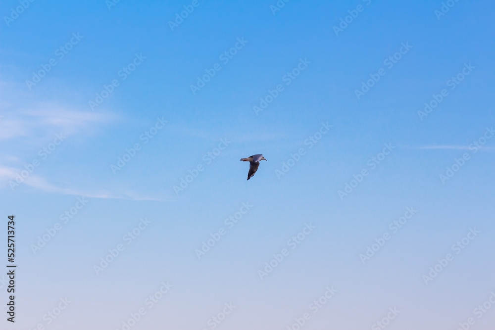 Seagull at sky . One bird flying