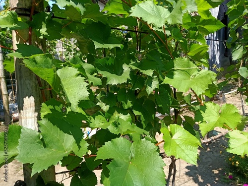 grape vines in vineyard