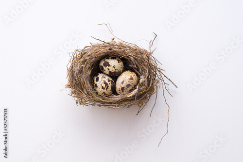 Fototapeta Bird nest with eggs isolated on white background