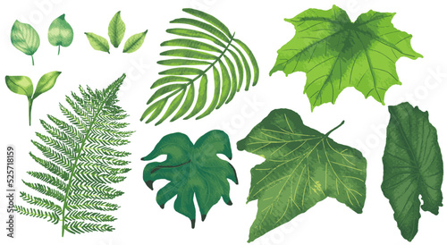 set of green leaves vector isolated on white transparent background with real watercolor painting canvas. Six colors method tracing. High quality
