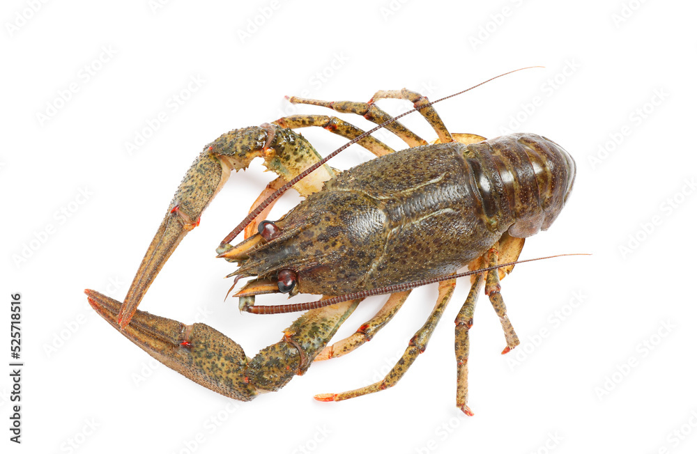 Fresh raw crayfish isolated on white, top view. Healthy seafood Fresh raw crayfish isolated on white, top view. Healthy seafood