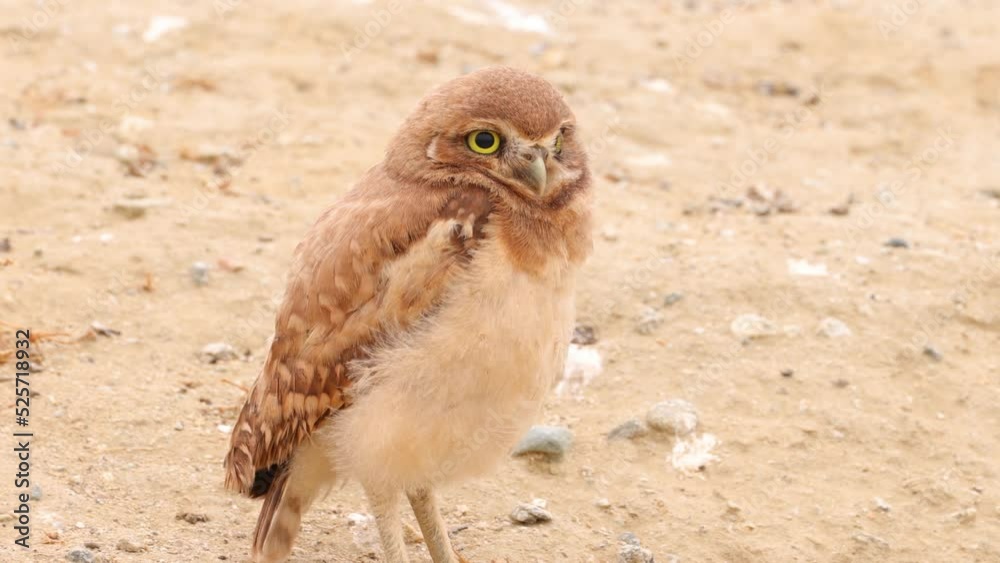 Young Burrowing Owl Shot in the Desert Near Los Angeles Young Burrowing Owl Shot in the Desert Near Los Angeles