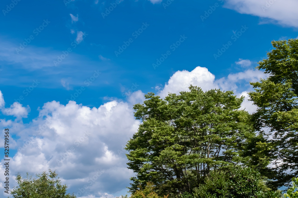 Obraz premium 夏の快晴の空 滋賀県守山市もりやま芦刈園