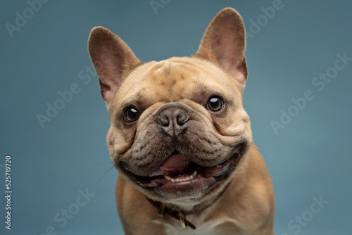 portrait of a French Bulldog