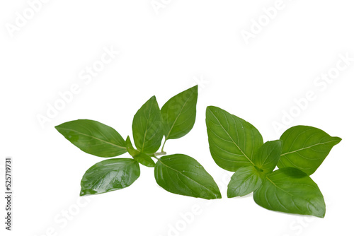 Thai herb   Holy Basil leaves on white background