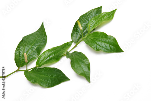 Thai Herb , Betel leaf on white background