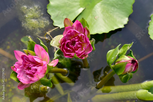 Closeup beautiful blue lotus flower blooming in pond